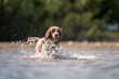© Cavan - Cocker Spaniel dog Splashing in River
