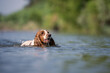 © Cavan - Cocker Spaniel Dog Swimming in River Outdoors
