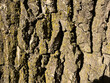 © Olha Rohach - Full frame rough tree bark texture with green moss under bright sunlight