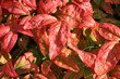 © Ros Burnley - Nandina domestica 'Fire Power'. Full frame close up of late summer bright crimson red heavenly bamboo leaves.