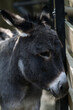 © pinus25 - osioł  w zoo w Krakowie
