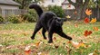 © Almasa  - Scared black cat jumping and reacting to falling autumn leaves