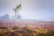 © Image Professionals - Foggy late summer morning over Frechensee meadow in Bavaria Germany