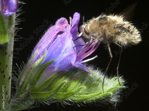 Bombyle photo