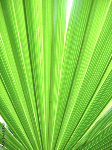 Texture de feuilles de palmiers