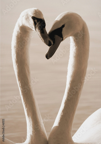 cygnes de coeur