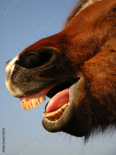 Haleine de cheval