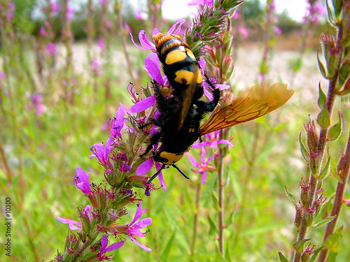 Mégascolia Flavifrons photo