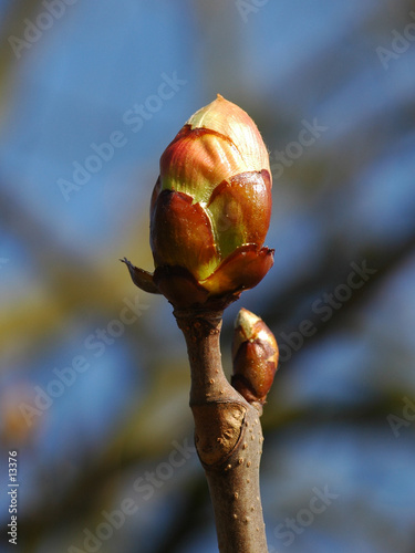 bourgeons photo