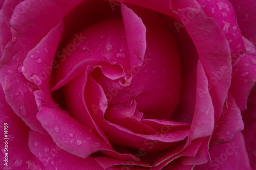 rose dans la rosée.