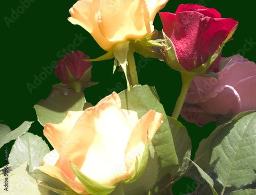 roses
