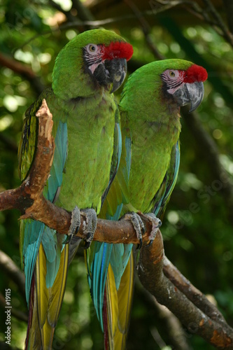couple de perroquets vert (2)