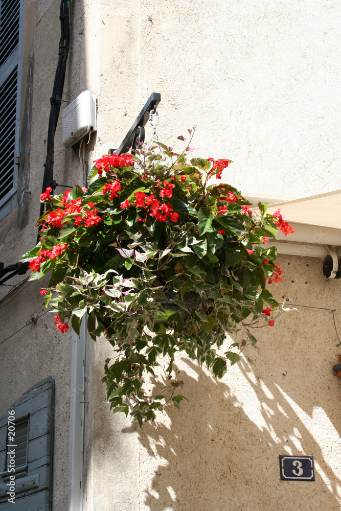 Naklejka premium fleurs suspendues