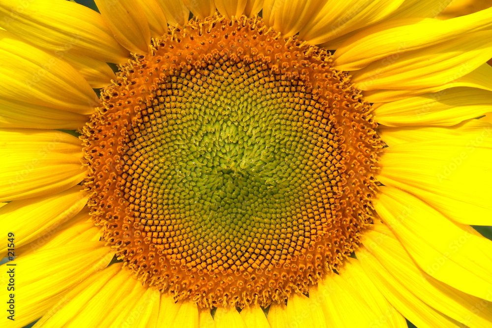 coeur de tournesol coeur de tournesol