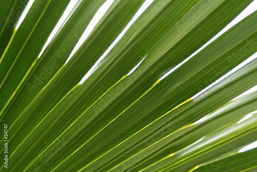 feuille de palmier © Beboy