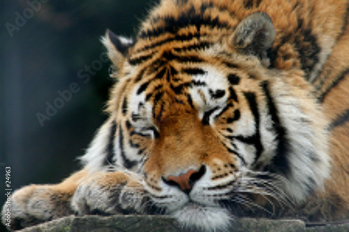 tigre de sibérie