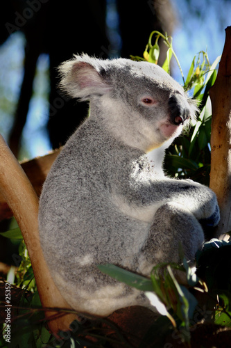koala at australia zoo