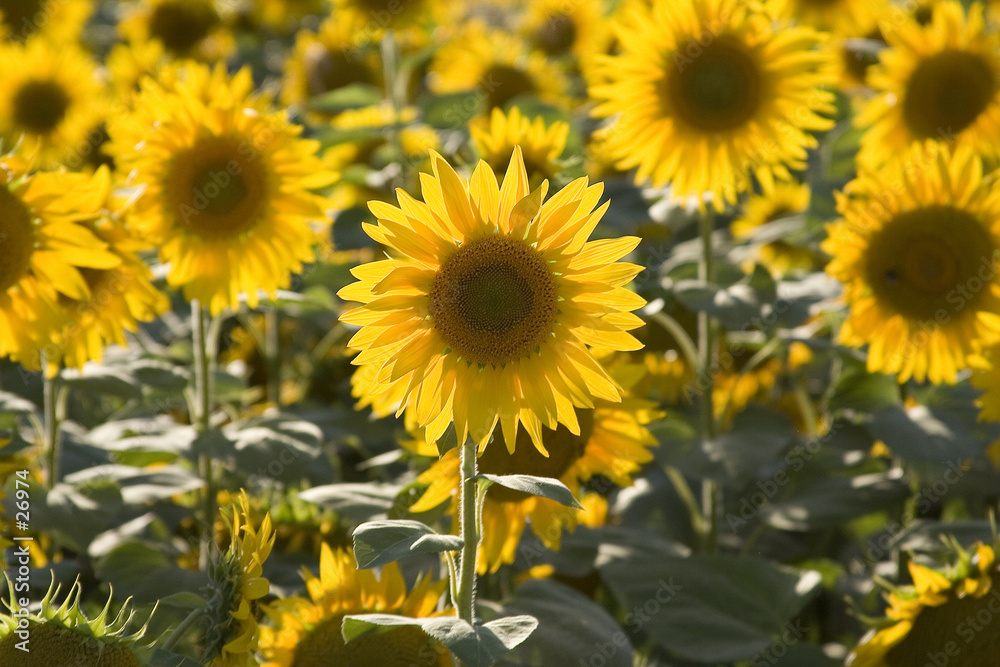 tournesol 04 tournesol 04