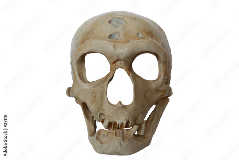 homo neanderthalensis