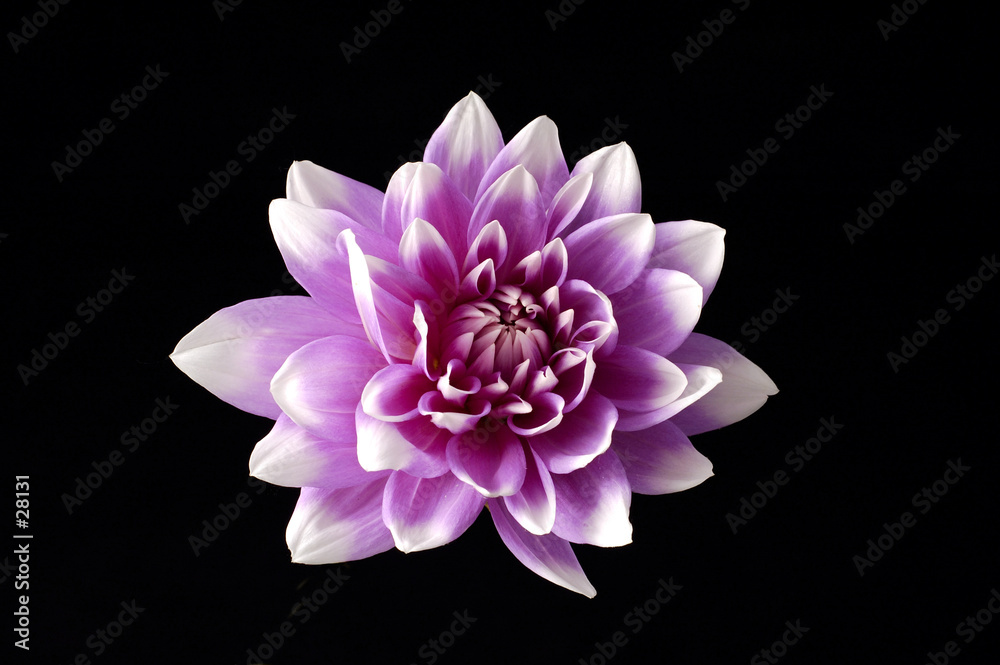 Obraz premium dahlia