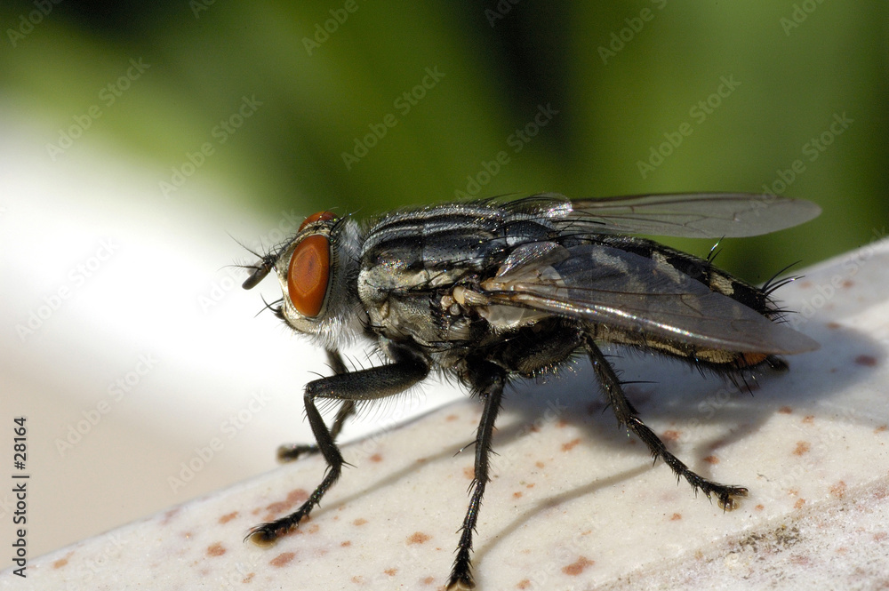 monster fly monster fly