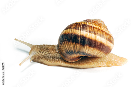 crawling snail