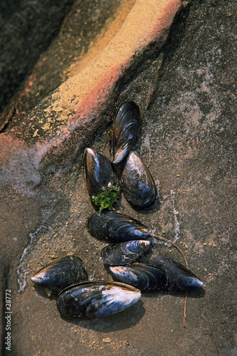 mussell shells