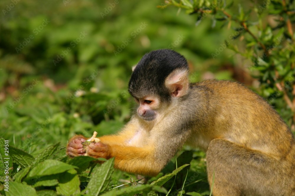 Obraz premium nosy little squirrel monkey