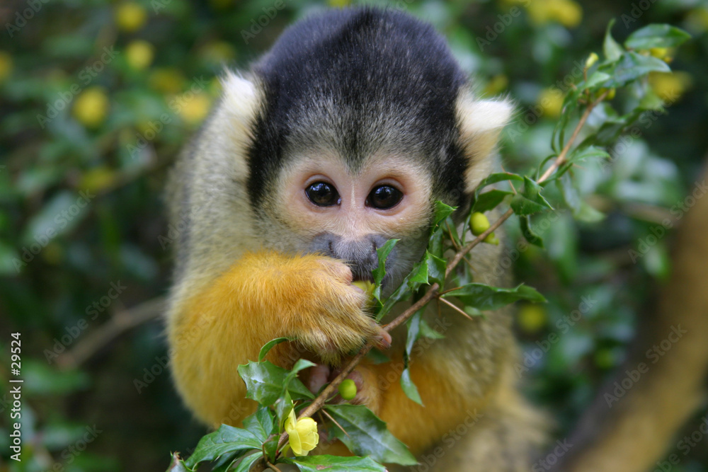 Obraz premium squirrel monkey