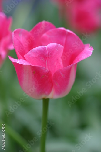 pink tulip