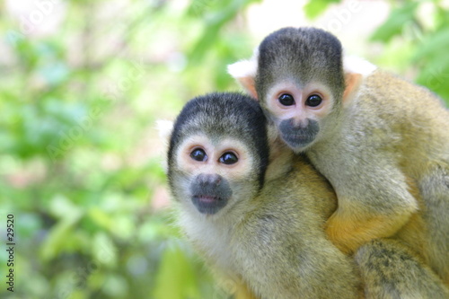 Photo mother and baby squirrel monkey