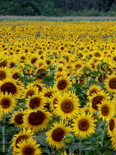 sunflower field 4