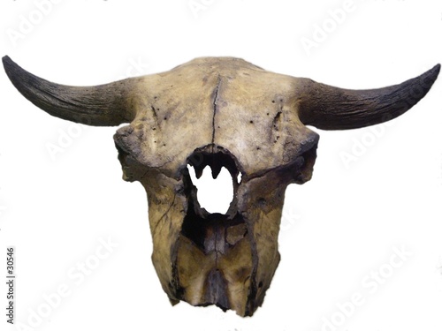 bison skull photo