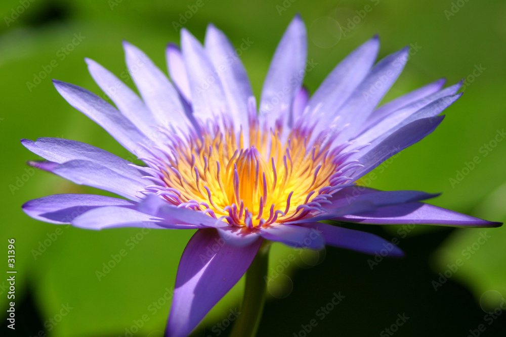 lotus lotus
