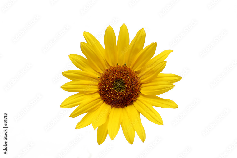 Fototapeta premium sunflower over white