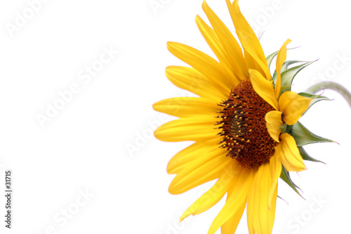 sunflower macro from the side