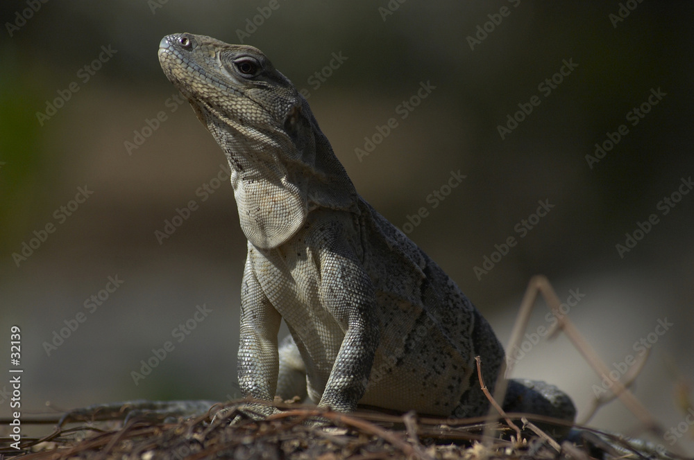 Fototapeta premium lizard 1