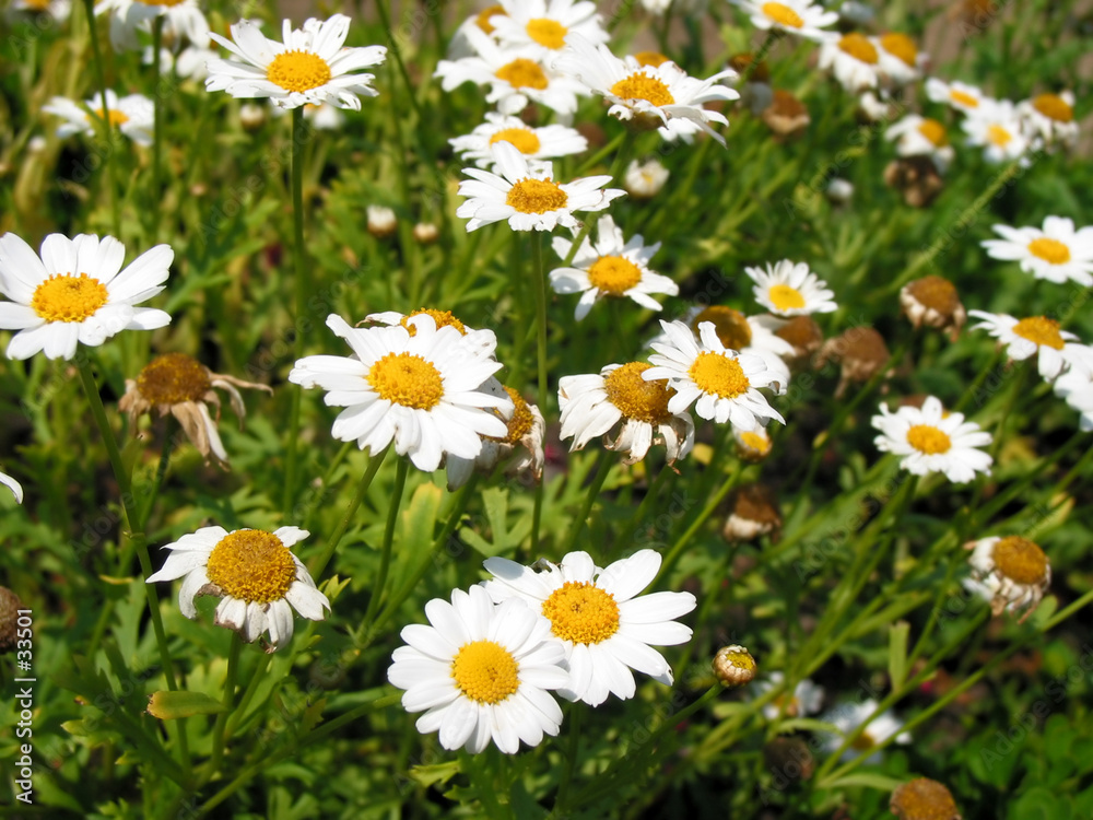 daisies everywhere!