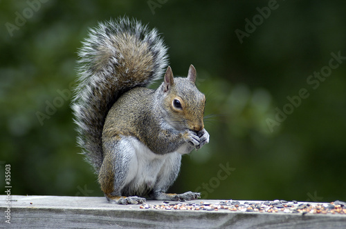 squirrel feeding
