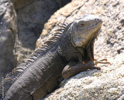 iguana