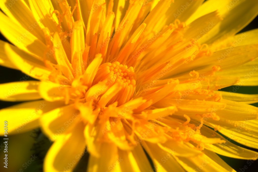 flor taraxacum vulgare
