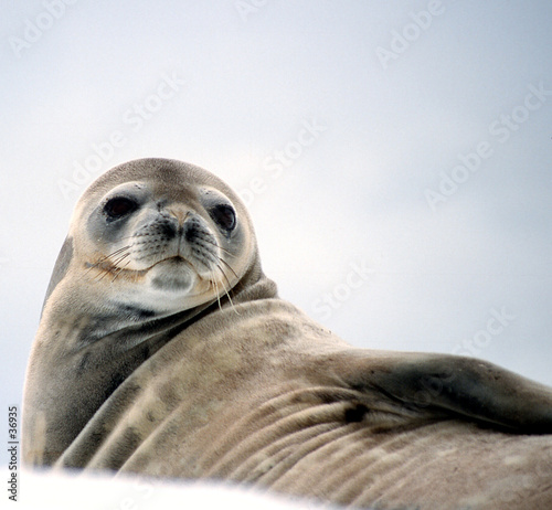 watchful seal