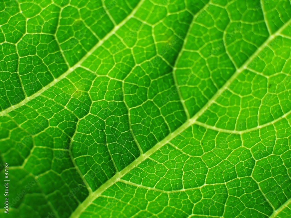 leaf of cymbling leaf of cymbling