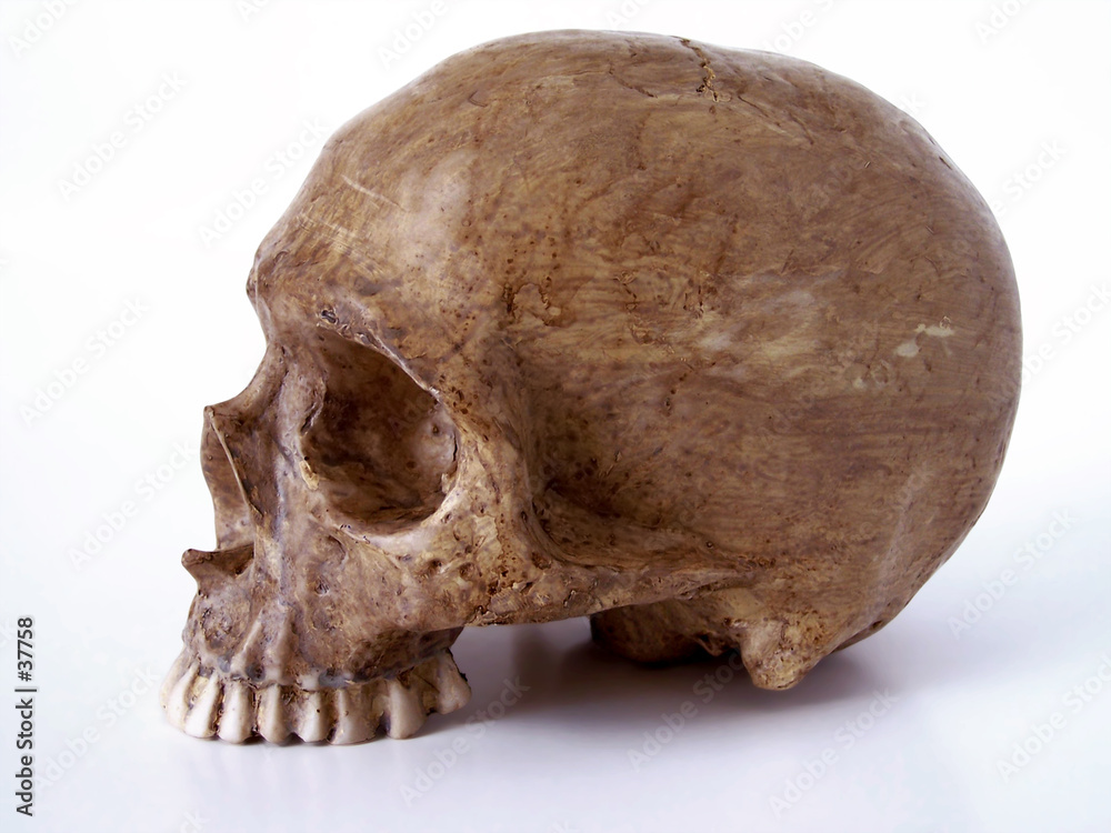 skull 1 - with out jaw bone (path included) skull 1 - with out jaw bone (path included)