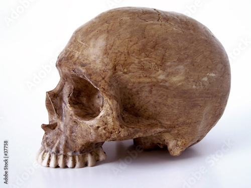 skull 1 - with  out jaw bone (path included)