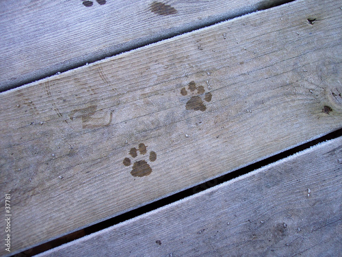 cat prints 1