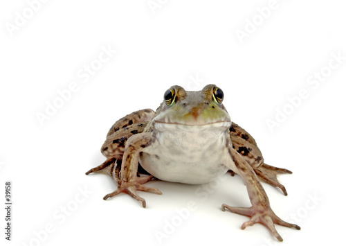 Canvastavla wood frog 2