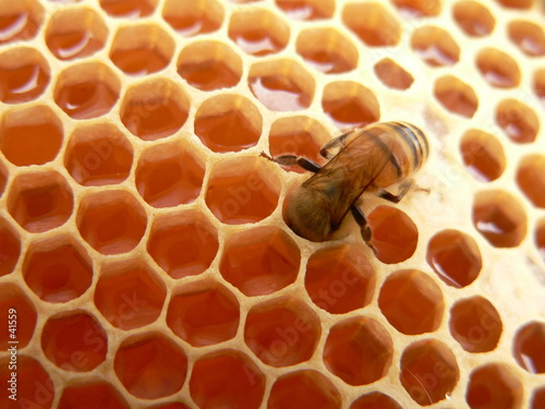 macro of working bee