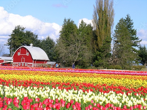 tulip barn