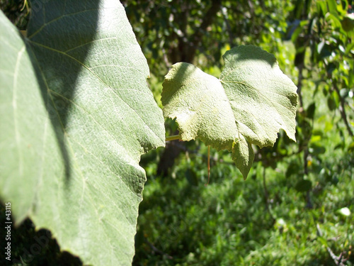 grape leaves photo